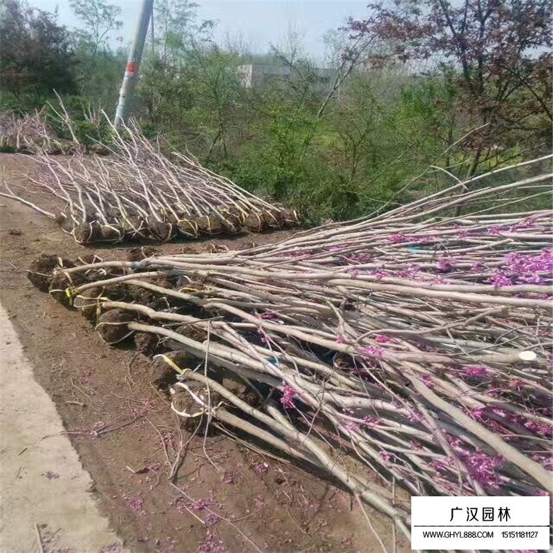 紫荊樹