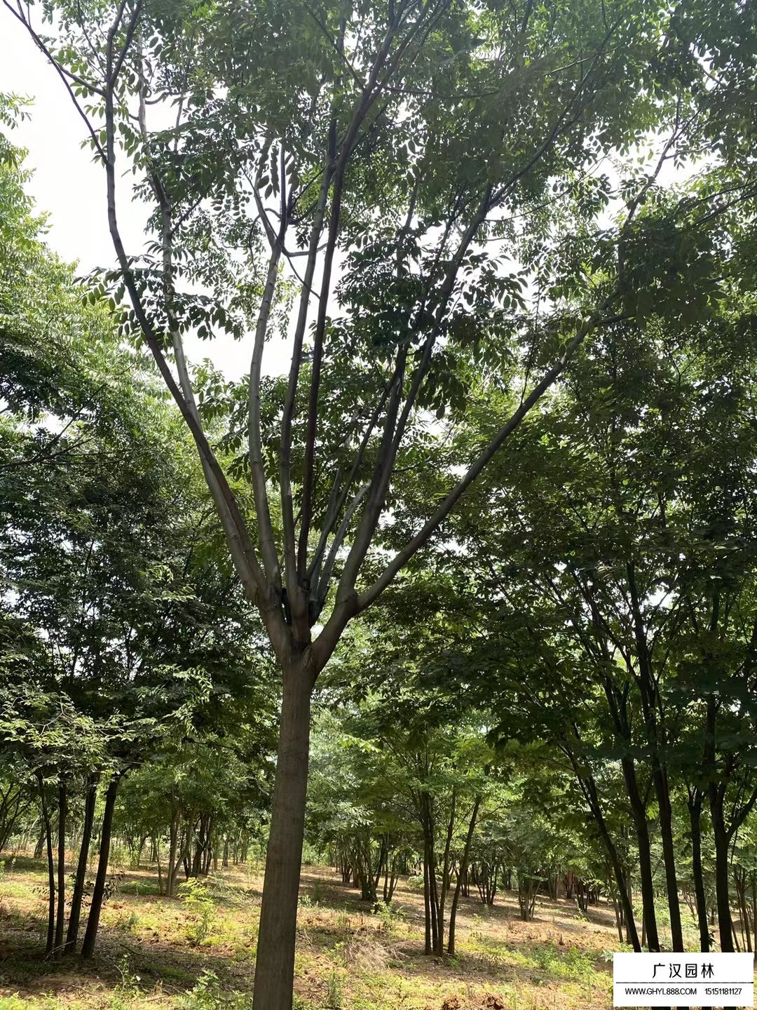 欒樹