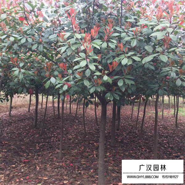 紅葉石楠樹