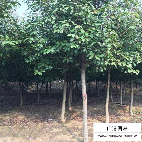 紅葉石楠樹