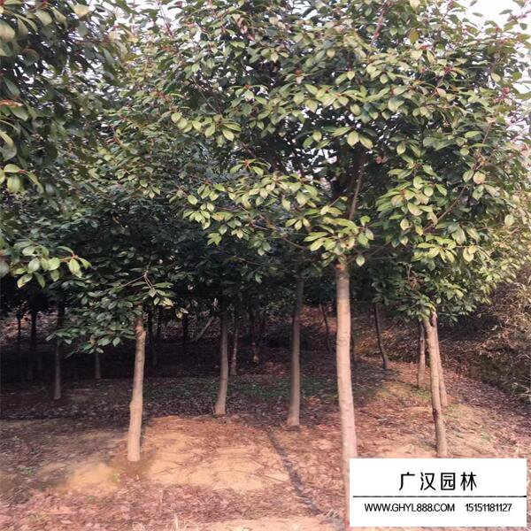 紅葉石楠樹