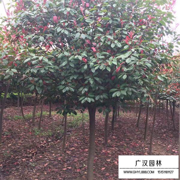 紅葉石楠樹