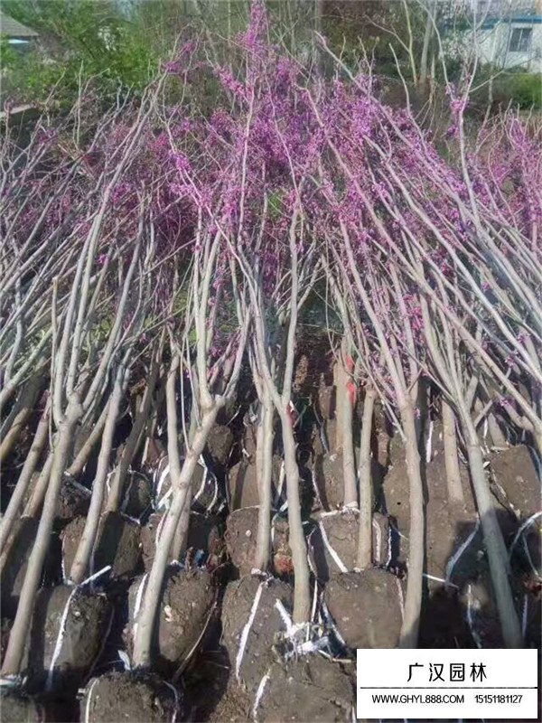 獨桿紫荊