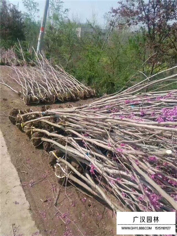 獨桿紫荊