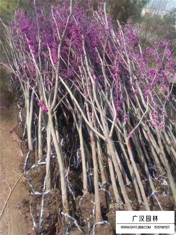 獨桿紫荊
