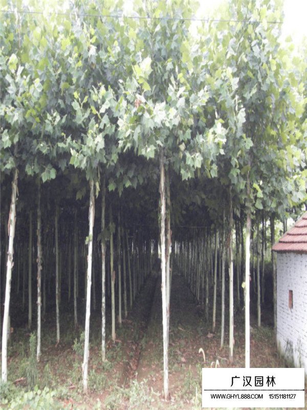 法桐樹