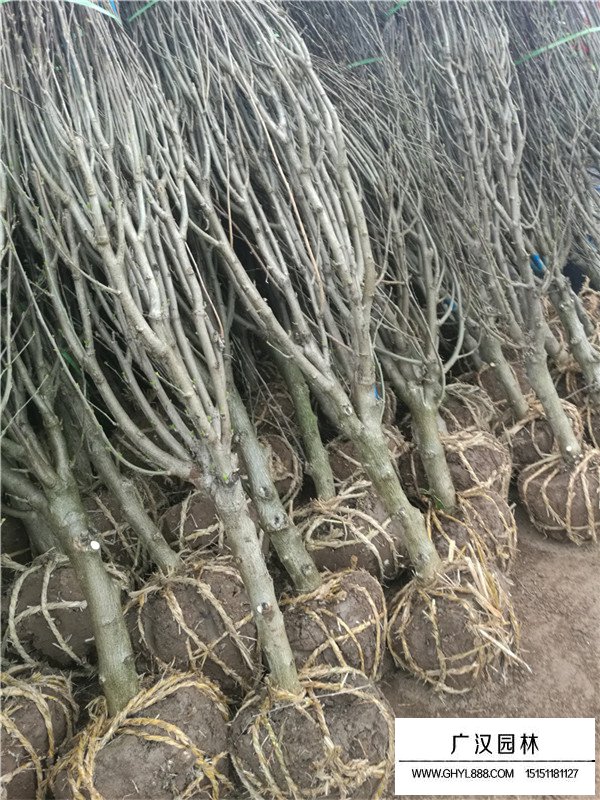 獨桿木槿