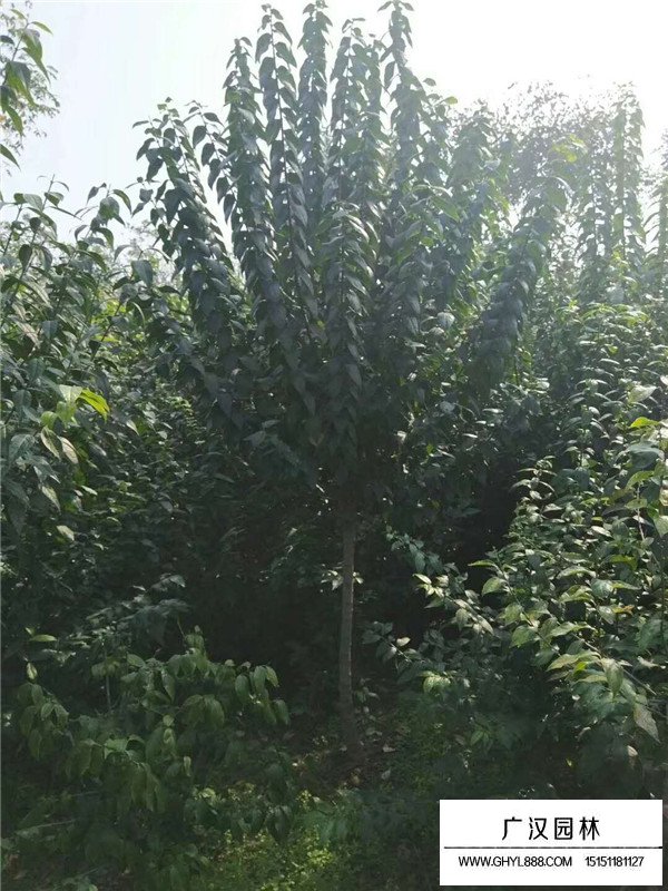 獨桿臘梅