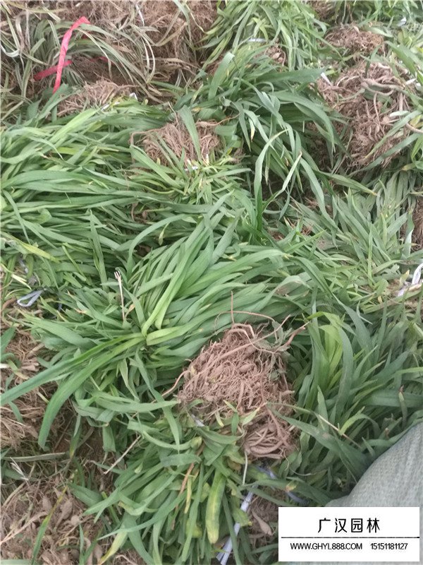 德國鳶尾