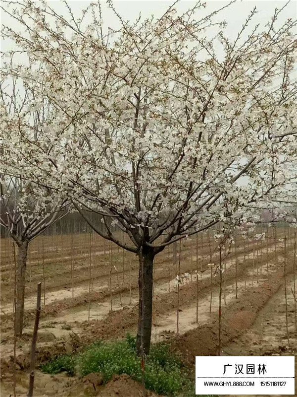 單櫻