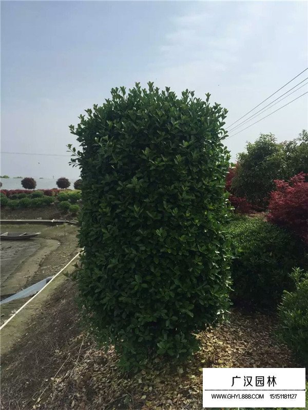 大葉黃楊柱