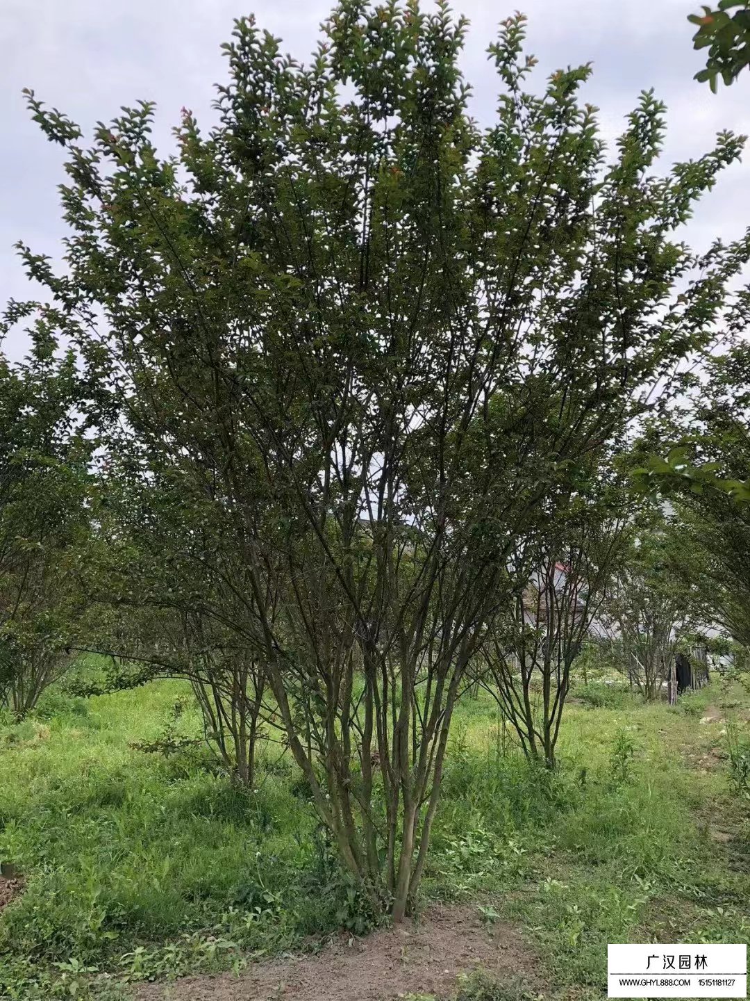 叢生紫薇