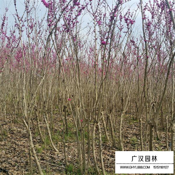 從生紫荊