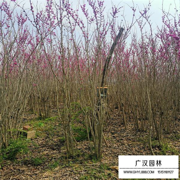 從生紫荊
