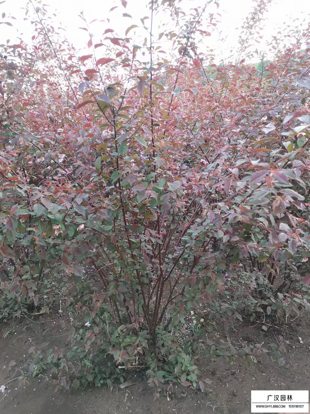 叢生榆葉梅