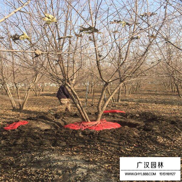 叢生五角楓