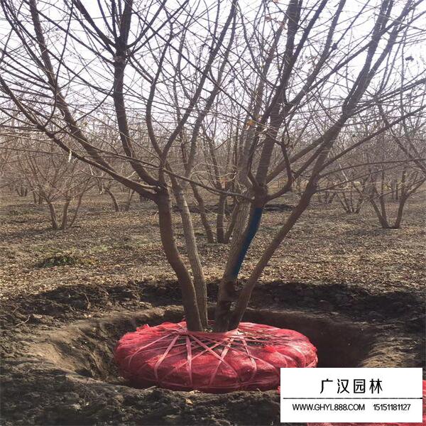 叢生五角楓