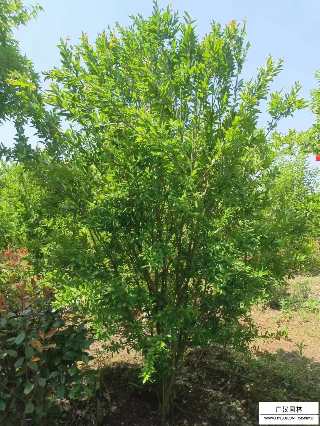 叢生花石榴