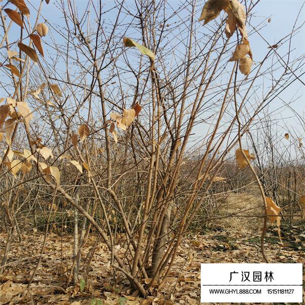 叢生臘梅