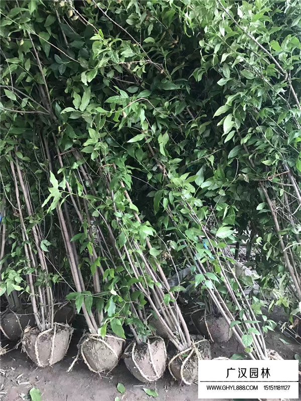 叢生臘梅