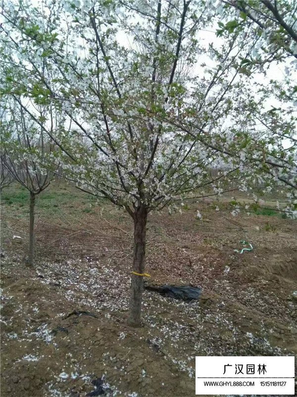 櫻花樹