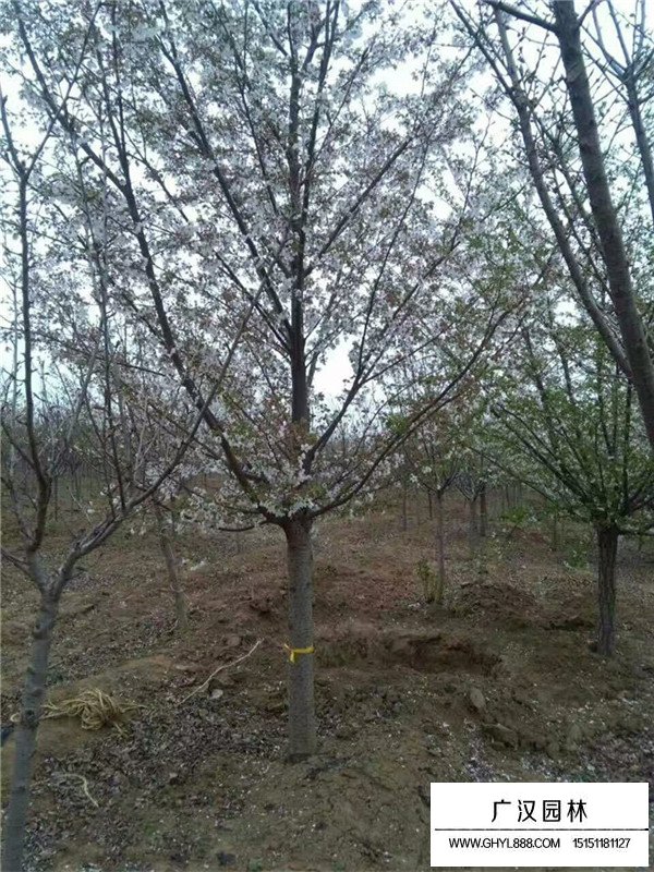 櫻花樹