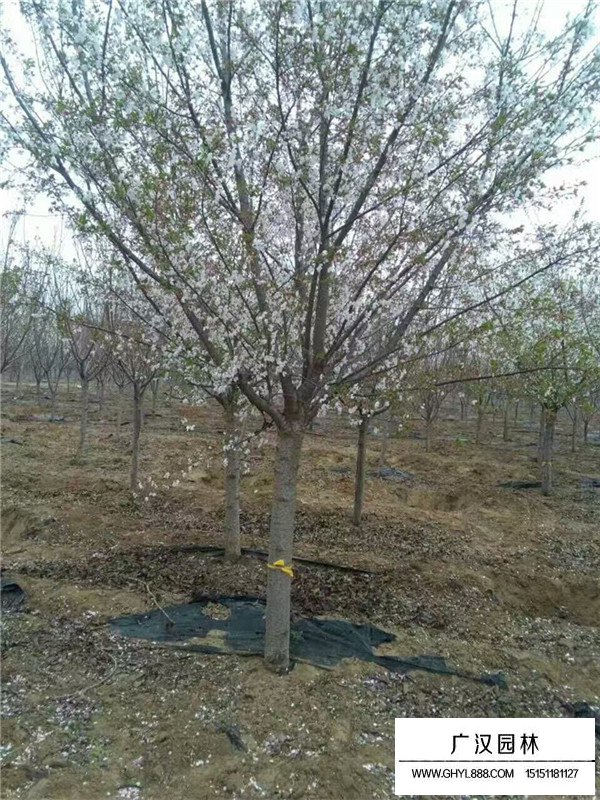 櫻花樹