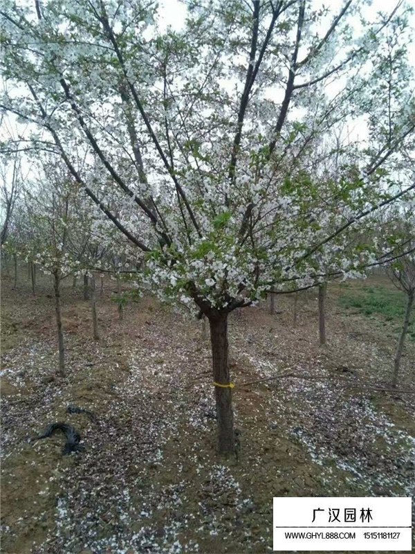 櫻花樹