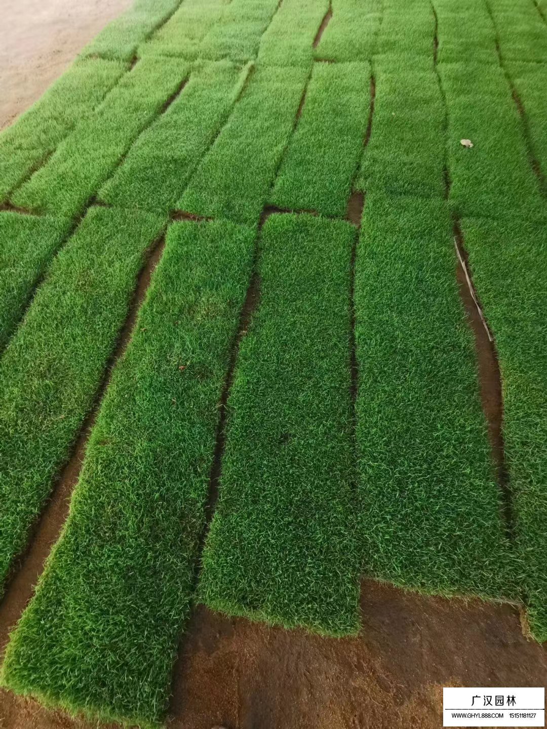 剪股穎草坪