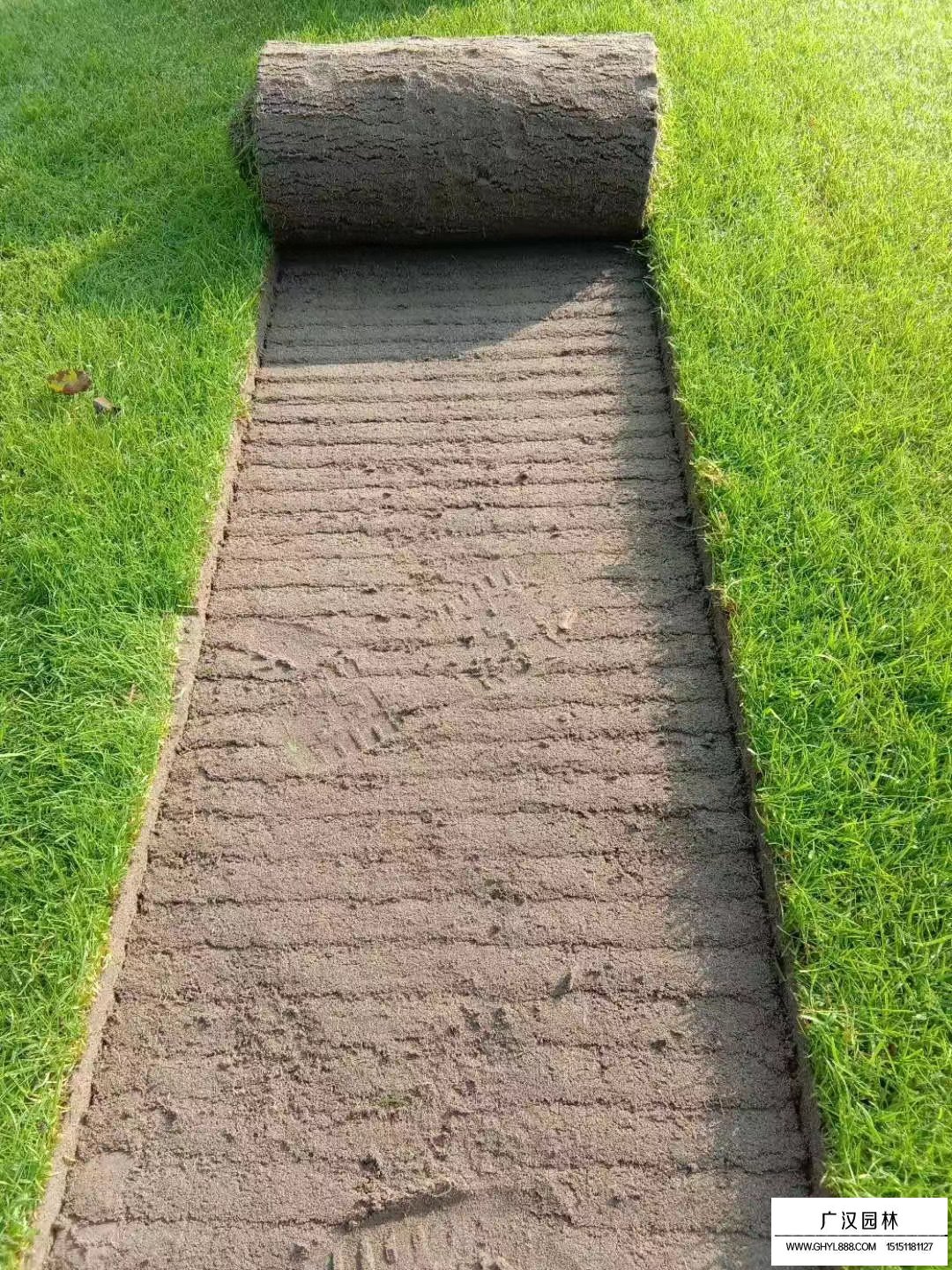 剪股穎草坪