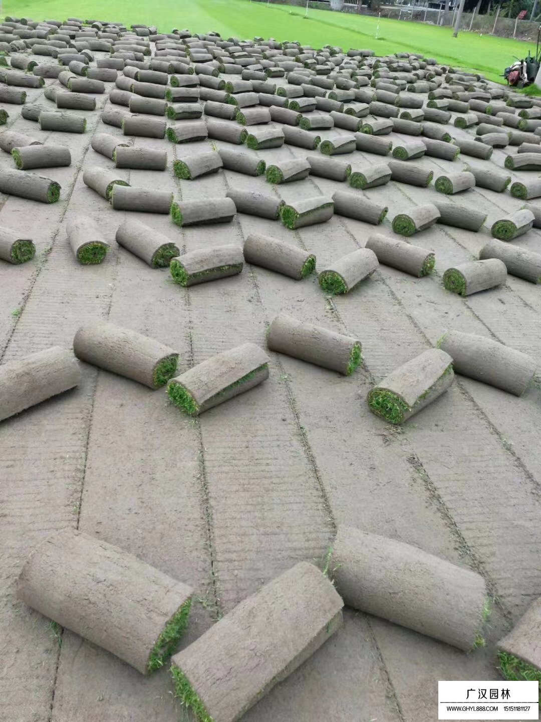 剪股穎草坪