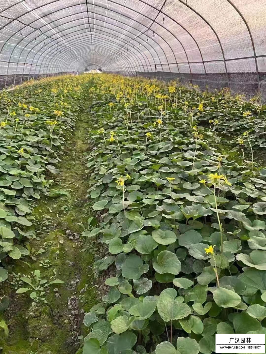 大吳風草