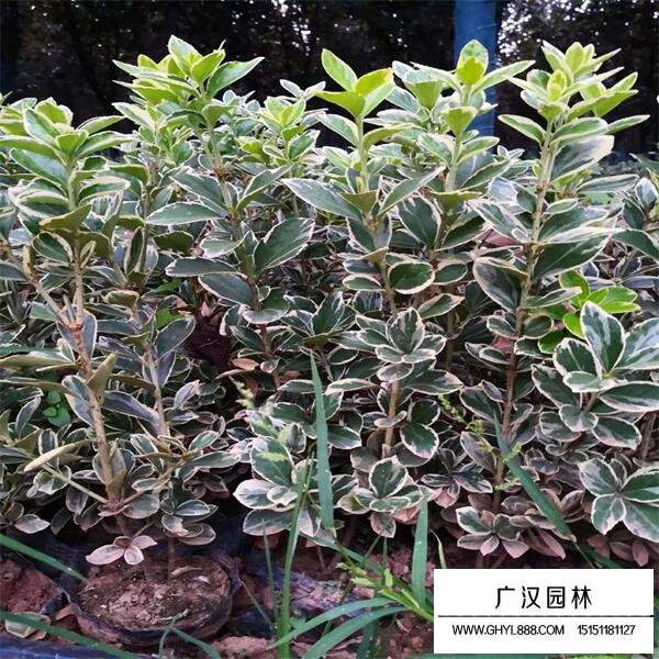 金邊黃楊