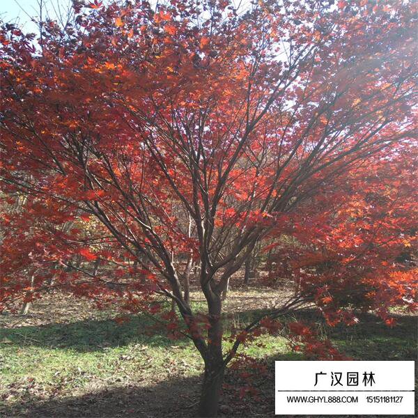 紅楓樹