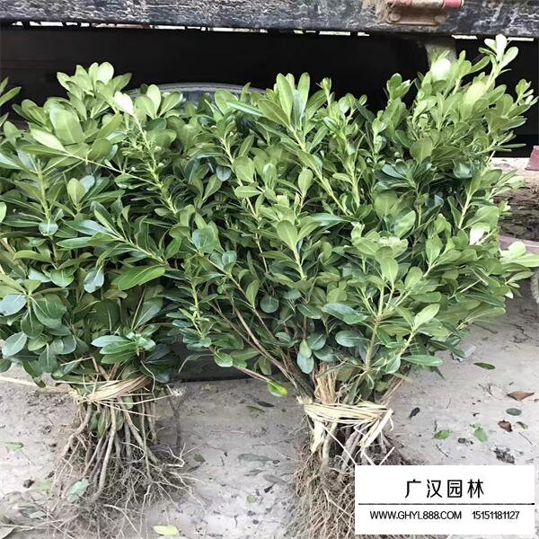 海桐樹