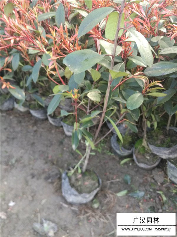 紅葉石楠