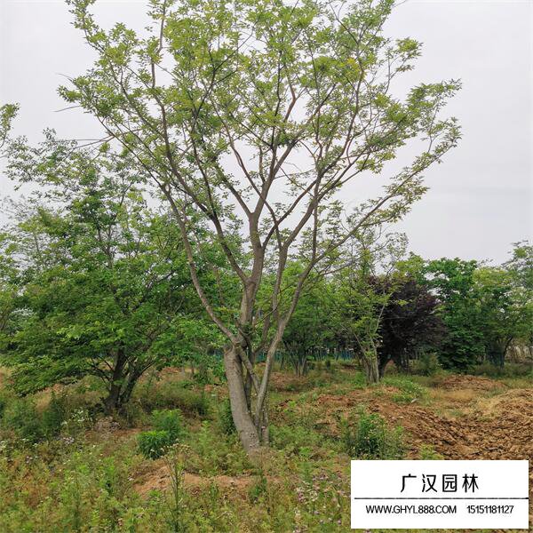叢生樸樹