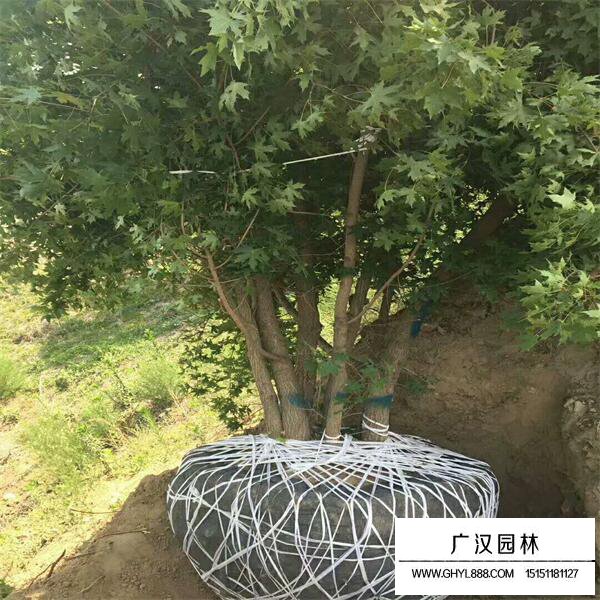 叢生五角楓