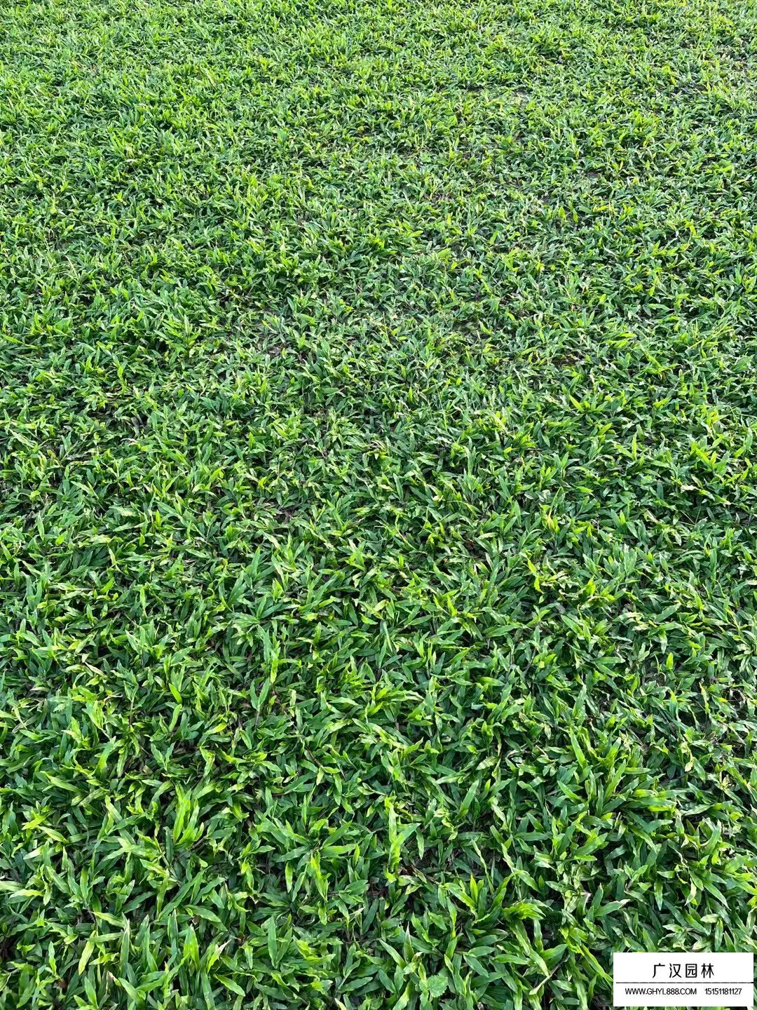 大葉油草