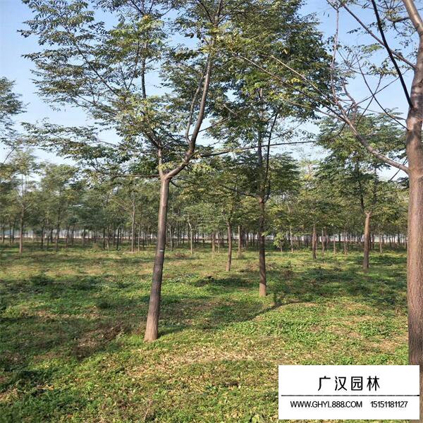 苦楝樹