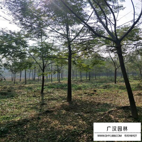 苦楝樹