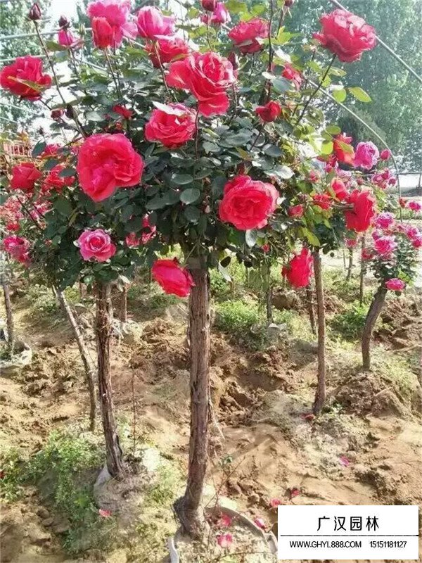 樹狀月季