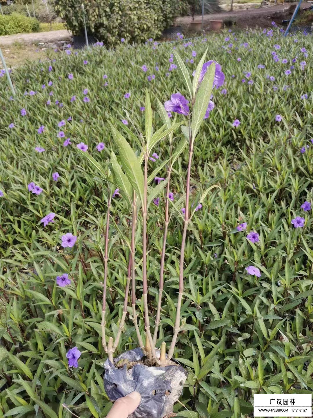 紫花翠蘆莉