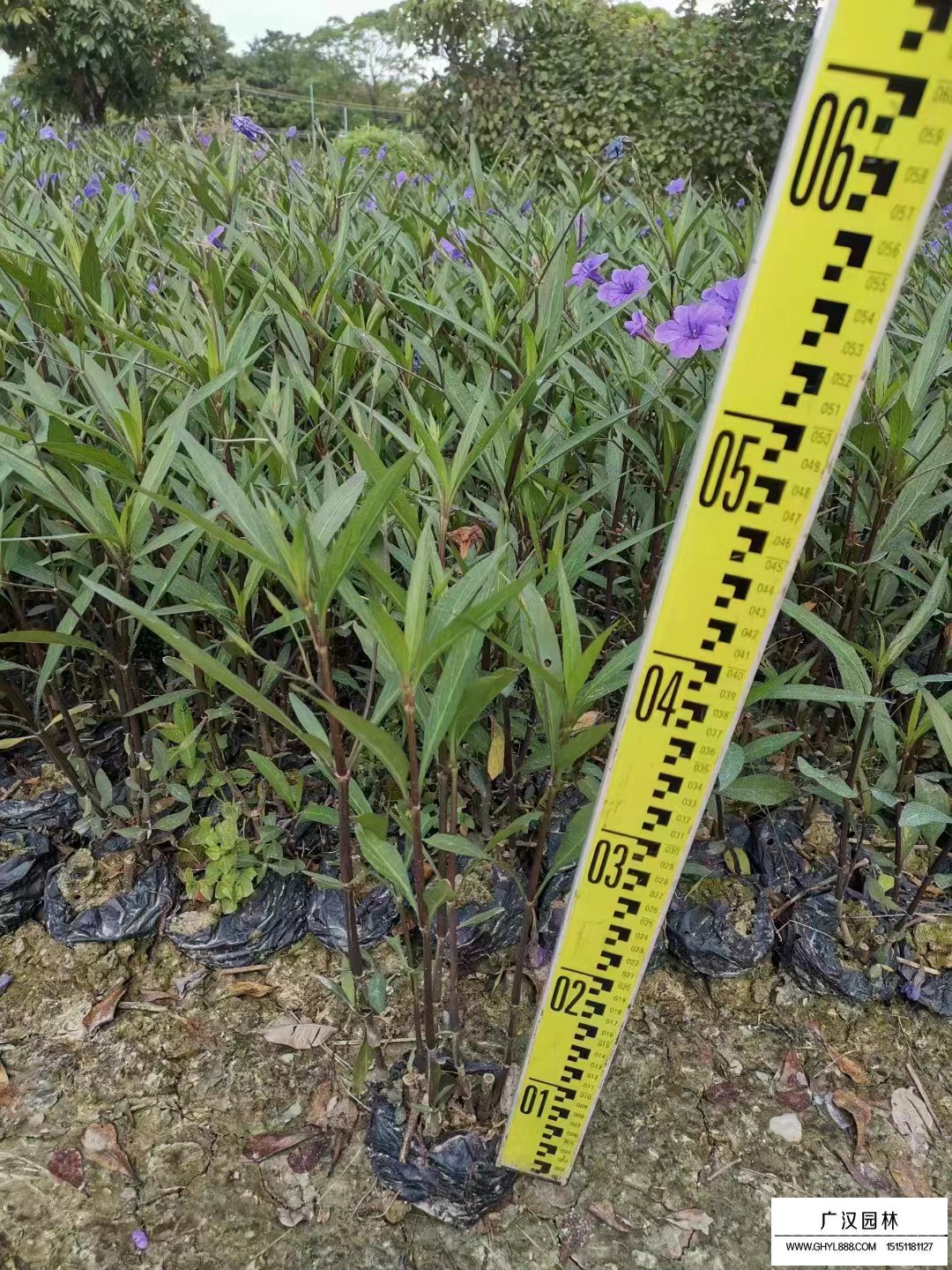 紫花翠蘆莉
