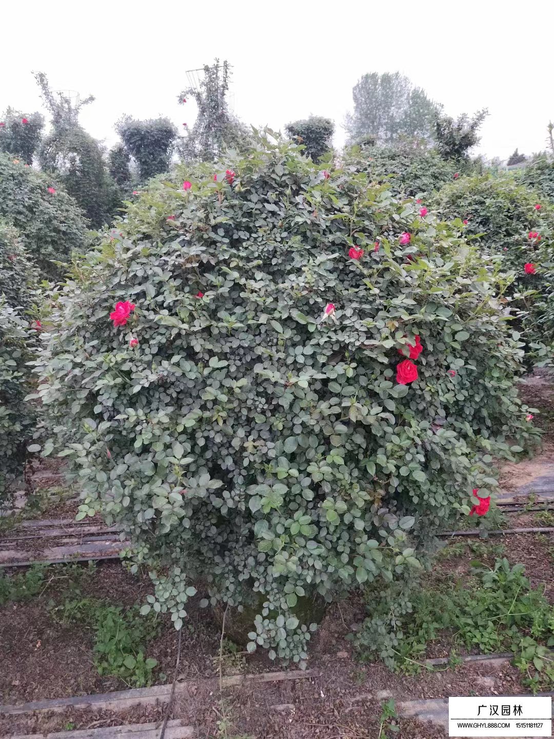月季花球