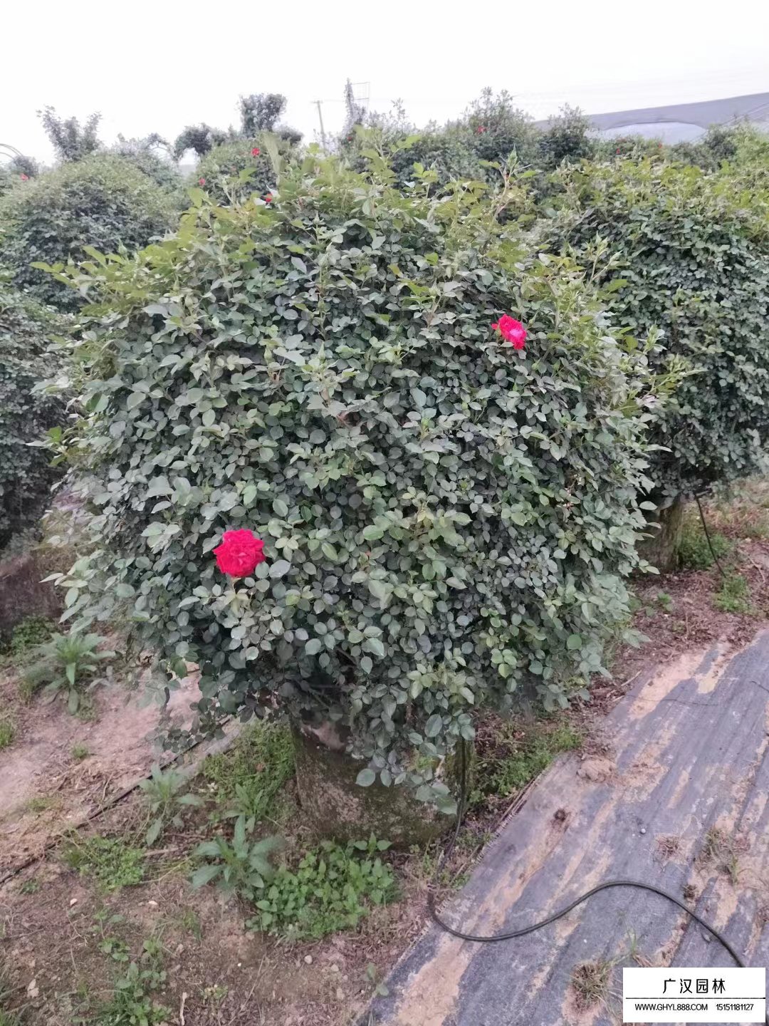 月季花球