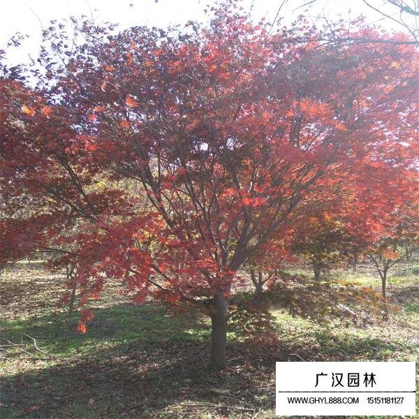 紅楓樹