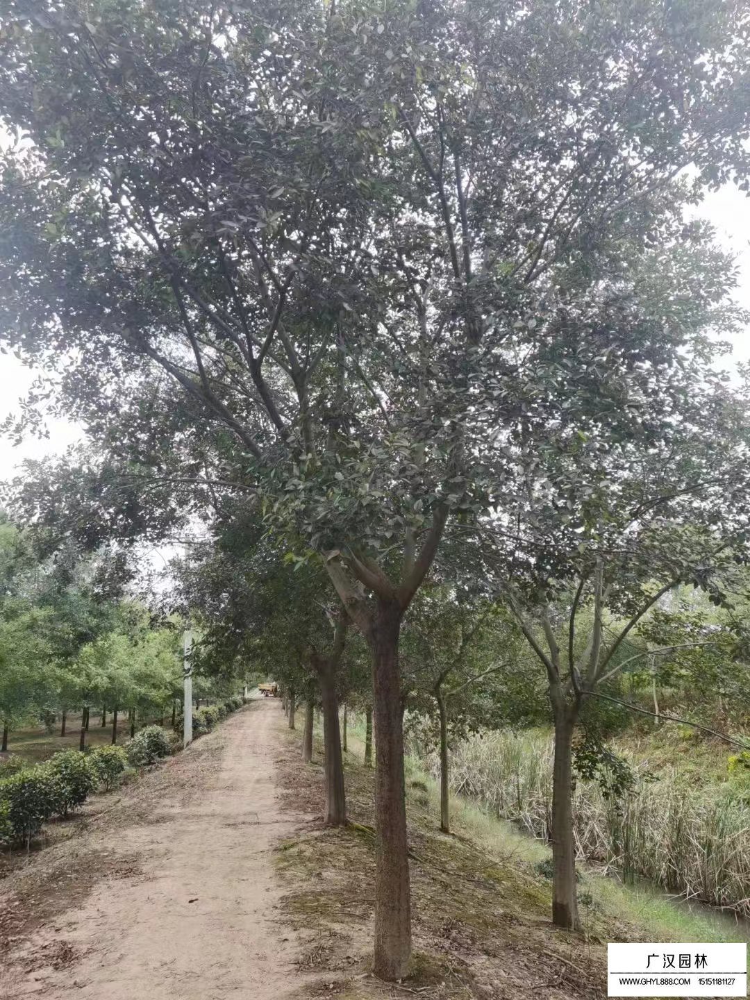 樸樹