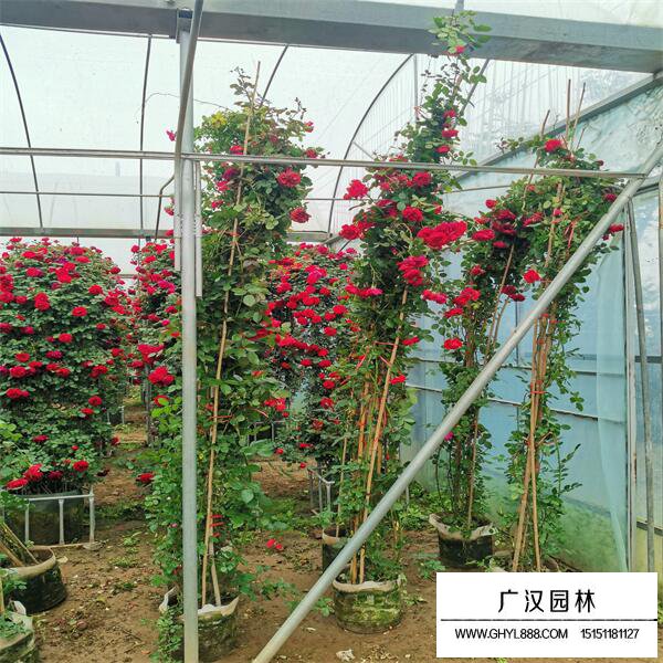 爬藤月季