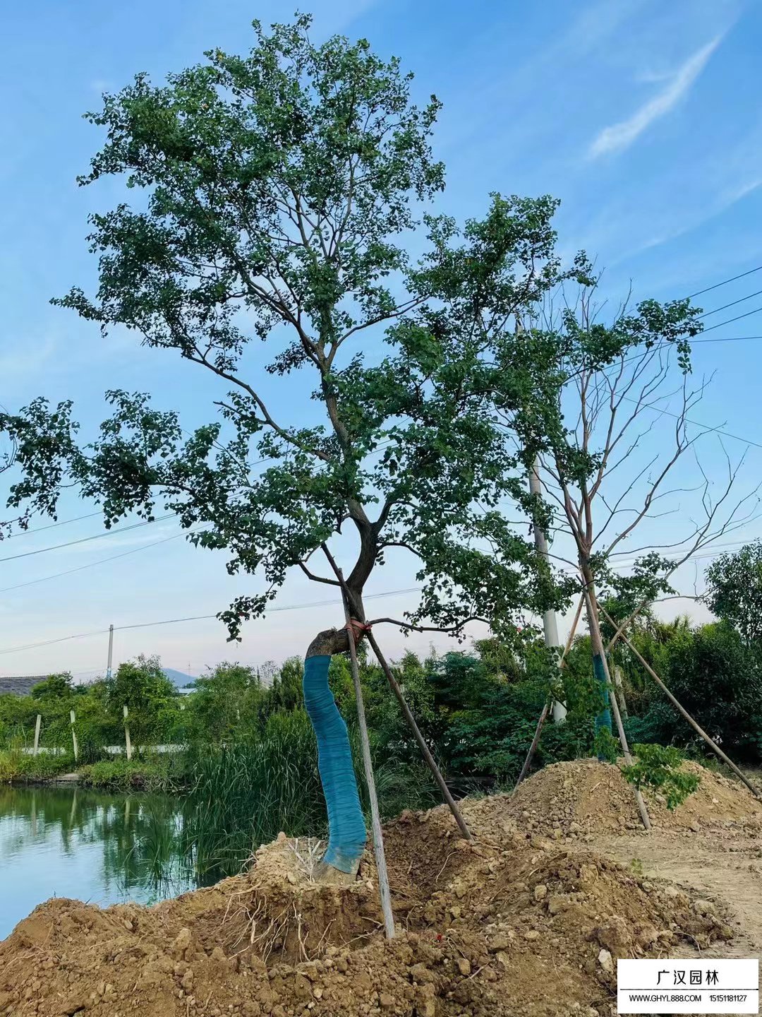 烏桕樹